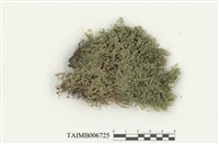 藏品(扁枝苔)的圖片